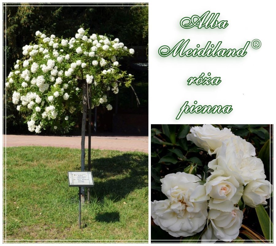 Alba Meidiland róże pienne